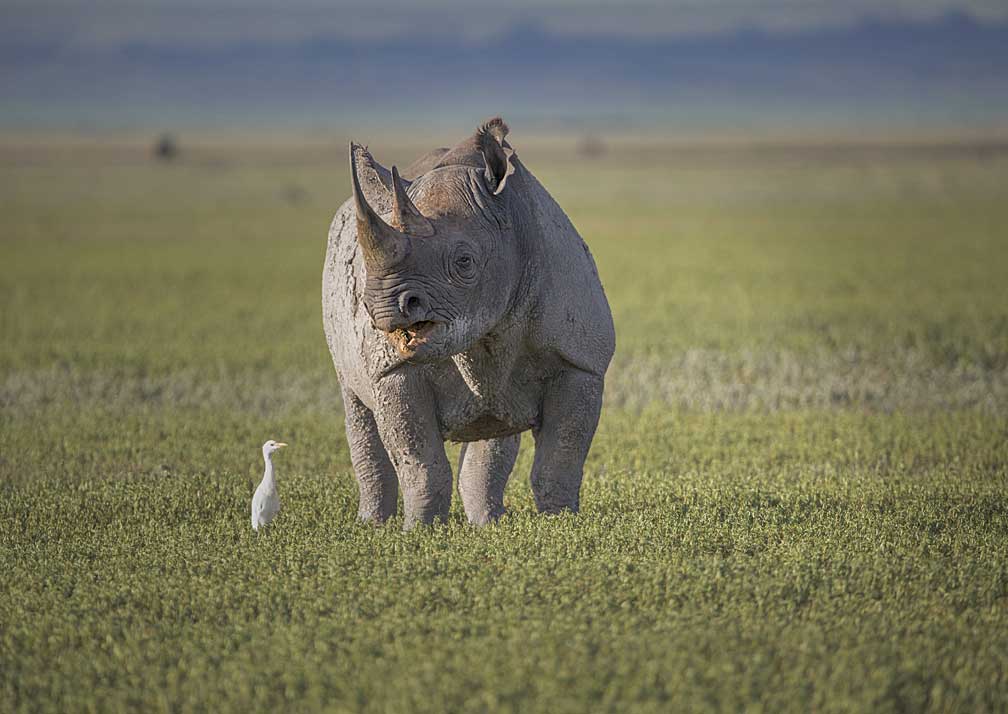 black rhino ngorongoro crater