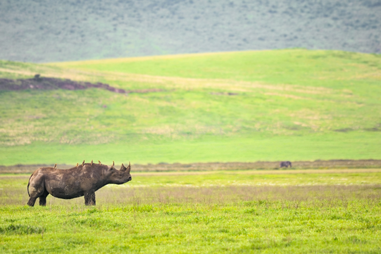 ngorongoro crater black rhino
